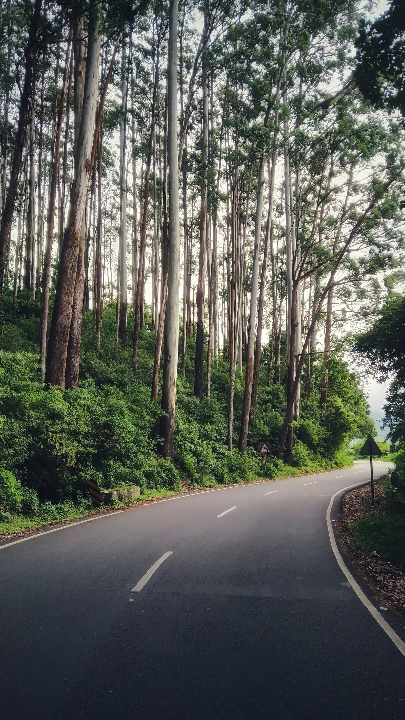 Family car winding road through eucalyptus forest